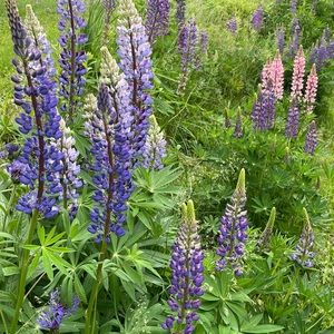 Vermont Lupines